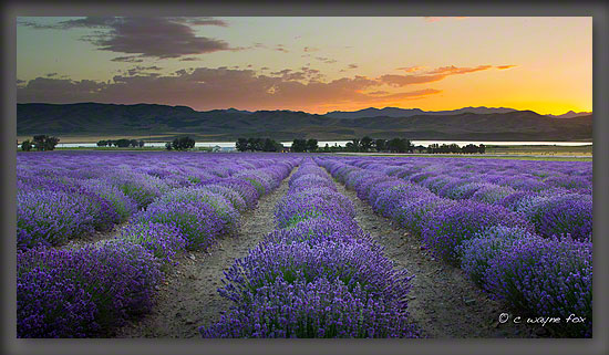 Lavender-Fields-Mona-Utah