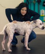 Skye Poitras, service dog trainer
