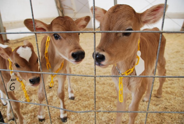 raw milk farm cows